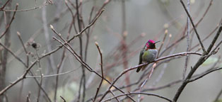 Hummingbird photo by Derek Scott. 