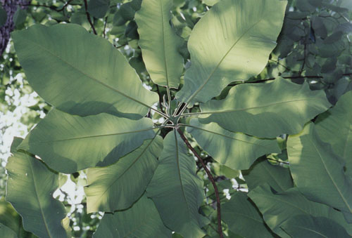 Magnolia macrophylla leaves